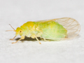Psyllopsis fraxinicola